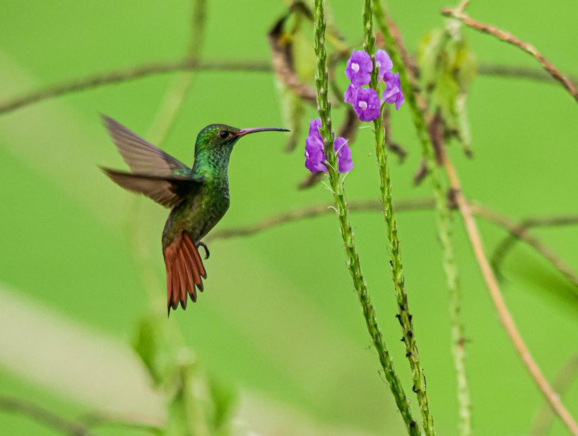 Posada Nena Caribe Puerto Viejo de Talamanca Bagian luar foto