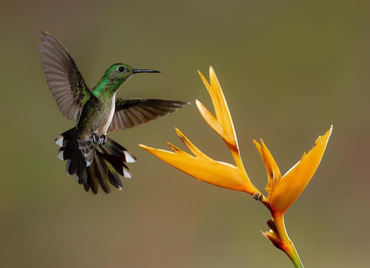 Posada Nena Caribe Puerto Viejo de Talamanca Bagian luar foto