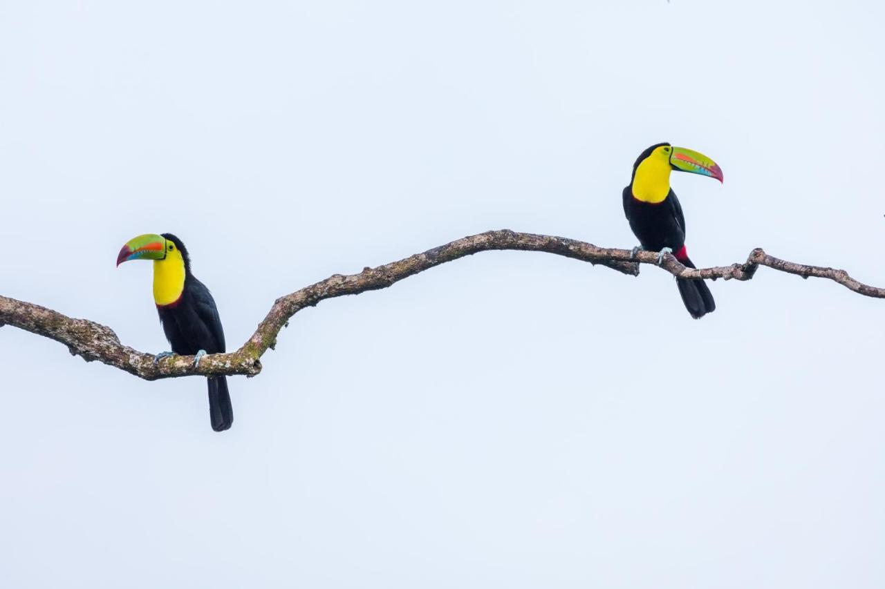 Posada Nena Caribe Puerto Viejo de Talamanca Bagian luar foto