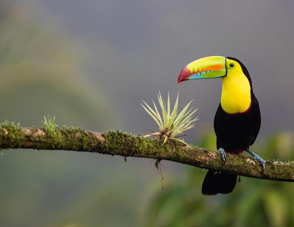 Posada Nena Caribe Puerto Viejo de Talamanca Bagian luar foto